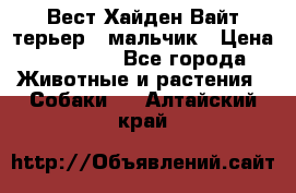 Вест Хайден Вайт терьер - мальчик › Цена ­ 35 000 - Все города Животные и растения » Собаки   . Алтайский край